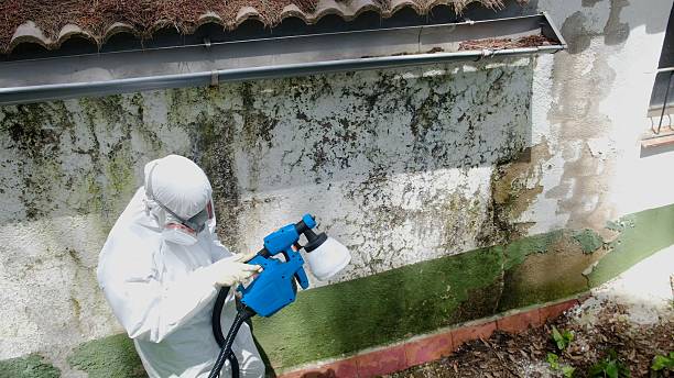 Trusted Basement Mold Remediation service in Danville, IL - Cheap Mold Removal
